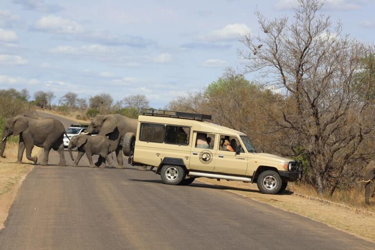 Elefanter i Kruger 1