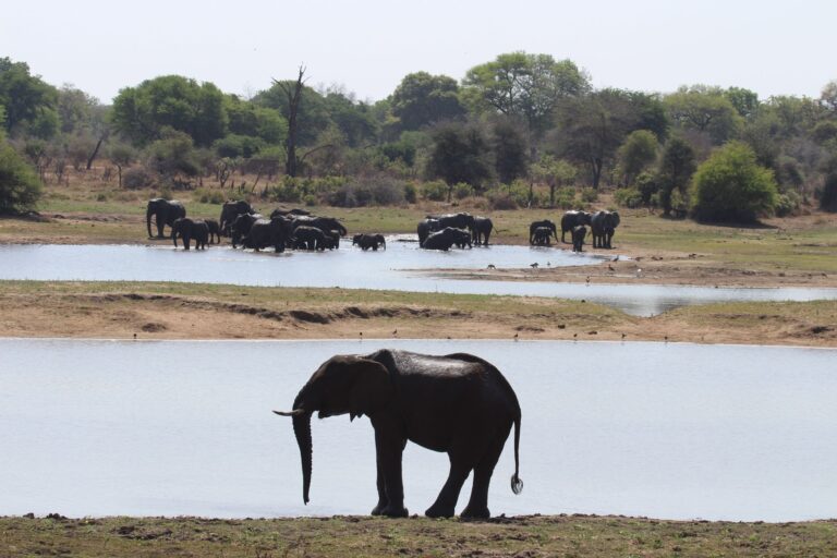 Elefanter i Kruger