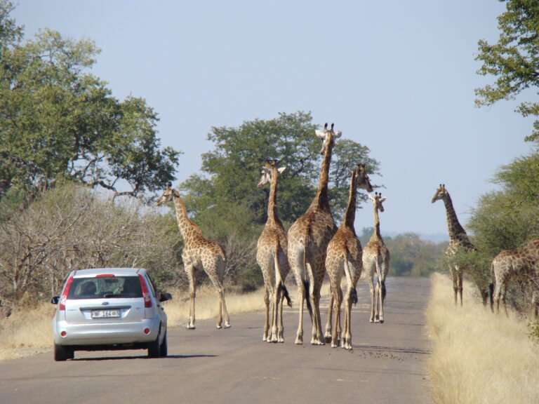 Giraffer i Kruger