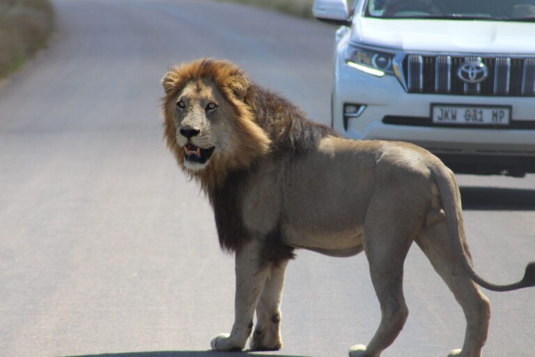 Løve i Kruger