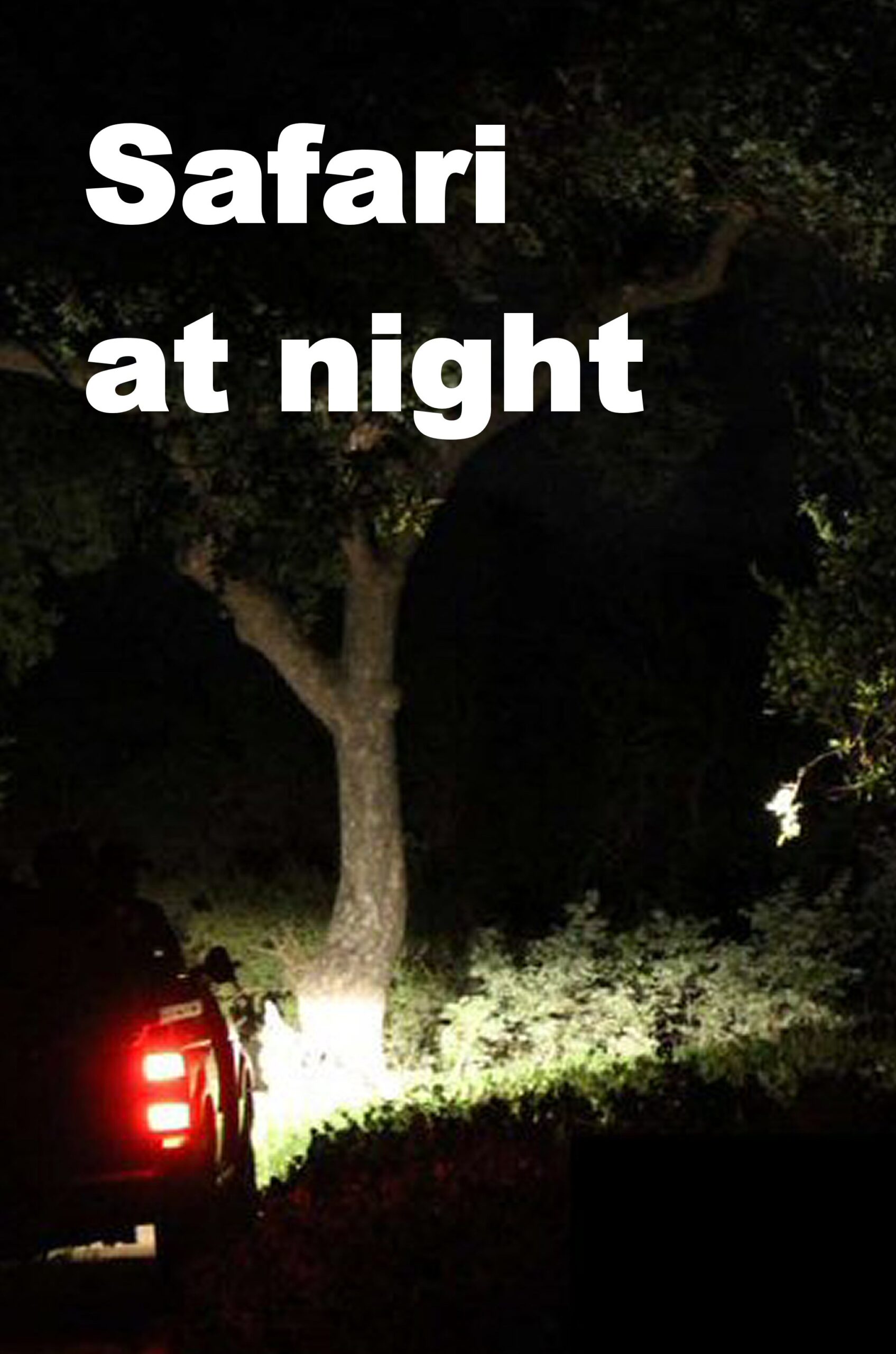 Safari at night